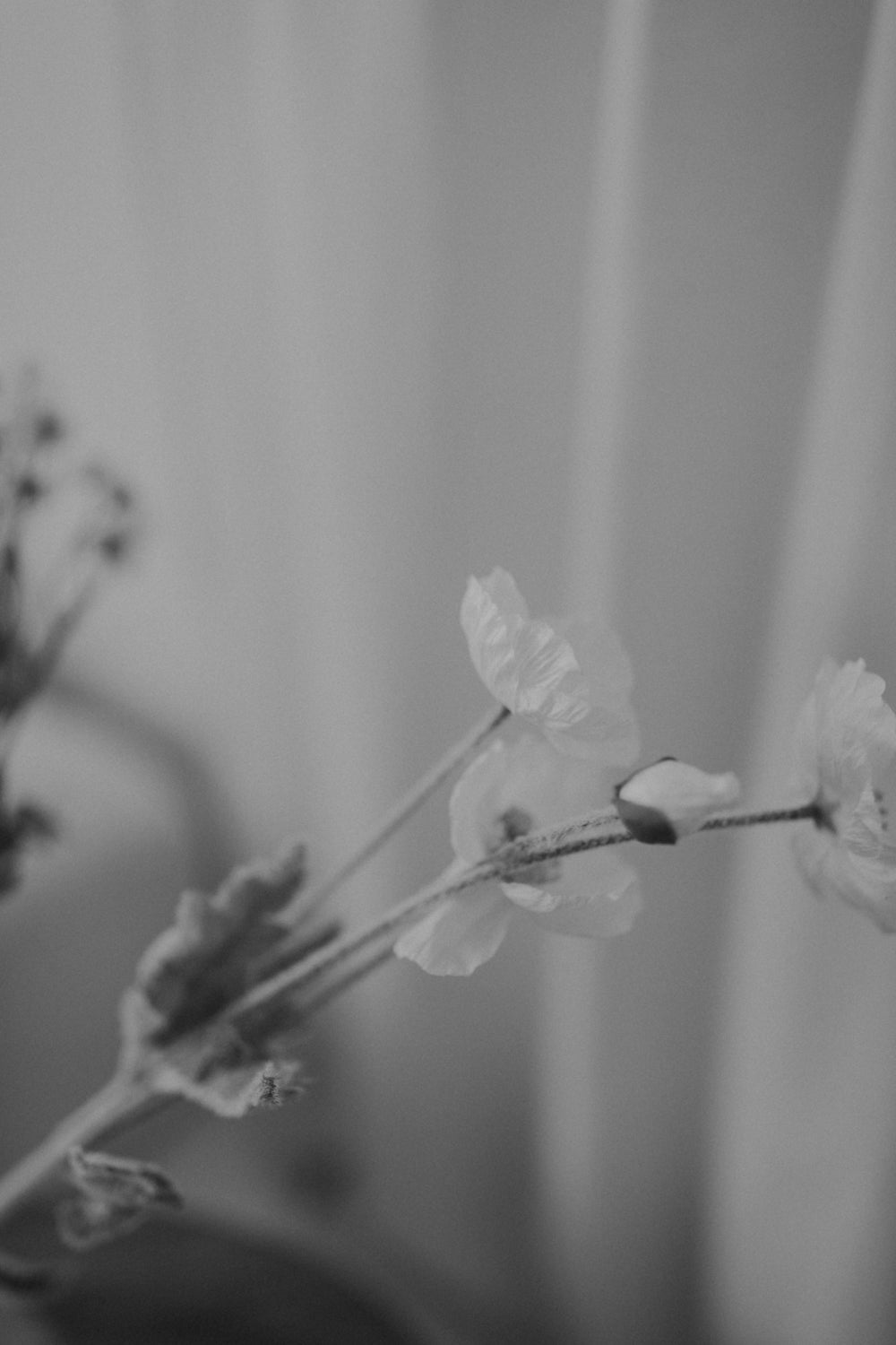 01.08.02 — The Bouquet / Natural